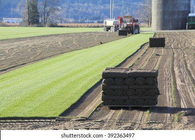 Carpets of turf or grass is stripped away to be sold commercially/Harvesting Sod or Turf/Carpets of turf or grass is stripped away to be sold commercially. 