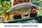 Carpfishing session at the Lake.lucky fisherman holding a giant common carp.Angler with a big carp fishing trophy.Fishing adventures.Fish trophy