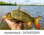 Carpfishing session at the Lake.lucky fisherman holding a giant common carp.Angler with a big carp fishing trophy.Fishing adventures.Fish trophy