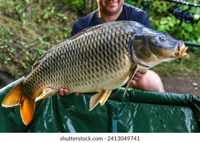 Carpfishing session at the Lake.lucky fisherman holding a giant common carp.Angler with a big carp fishing trophy.Fishing adventures.Fish trophy