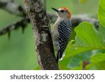 Carpintero habado (Melanerpes rubricapillus); ave que se encuentra desde Costa Rica, hasta Venezuela y Colombia; es posible verla normalmente en los bosques semiabiertos y en las tierras de cultivo.