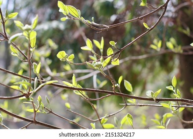 Carpinus Betulus, The European Or Common Hornbeam, Is A Species Of Tree In The Birch Family Betulaceae.