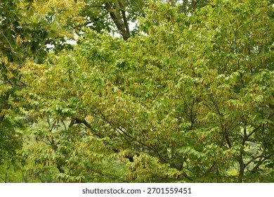 Carpinus cordata, a deciduous broadleaf tree species of the Betulaceae family, with gray bark and serrated oval leaves, blooming in spring and producing nuts in autumn. Photographed in Korea.