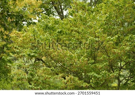 Carpinus cordata, a deciduous broadleaf tree species of the Betulaceae family, with gray bark and serrated oval leaves, blooming in spring and producing nuts in autumn. Photographed in Korea.