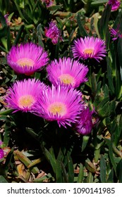 Carpobrotus Acinaciformis Plant Stock Photo 1090141985 | Shutterstock