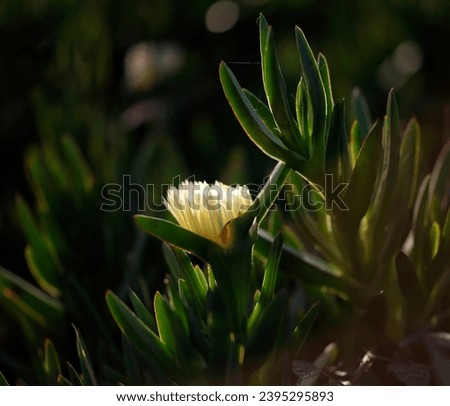 Carpobrotus Edulis yellow flower backlit by a beautiful end of the day light