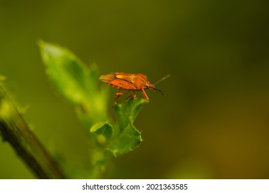 Carpocoris Pudicus, Stink Beetle In The Field