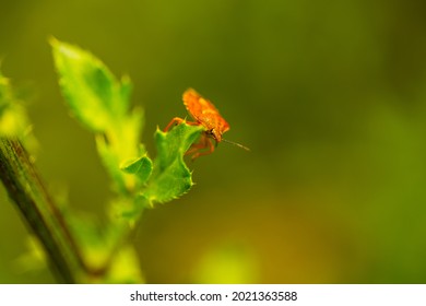 Carpocoris Pudicus, Stink Beetle In The Field