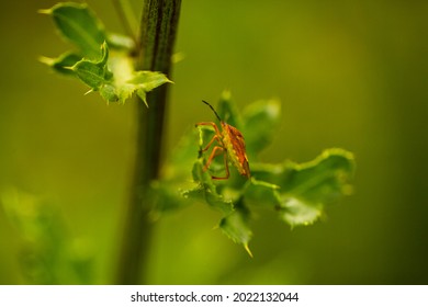 Carpocoris Pudicus, Stink Beetle In The Field