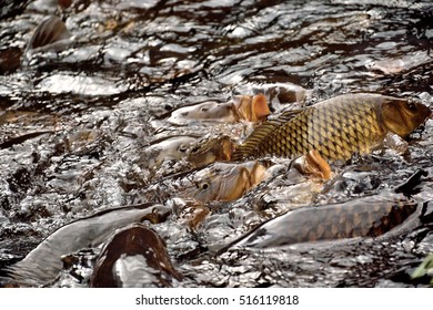 Carps - Cyprinus Carpio.
