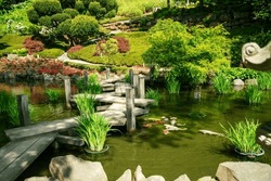 Carps KOI In Water Of Pond In Japnese Garden In Kaiseslautern. Amazing Taxus Tree In Distance.