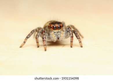 Carrhotus xanthogramma is a species of 'jumping spiders' 