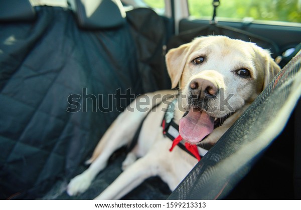 Carriage of a dog in a car. Car cover for\
animals. Dog in the car. Labrador\
travels.