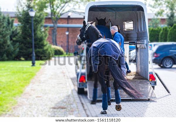 Carriage for horses . Auto trailer for\
transportation of horses . transportation livestock . Horse\
transportation van , equestrian\
sport