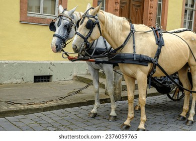 Carriage horses in front of a coach in front of the Goethe House in Weimar, Thuringia, Germany.