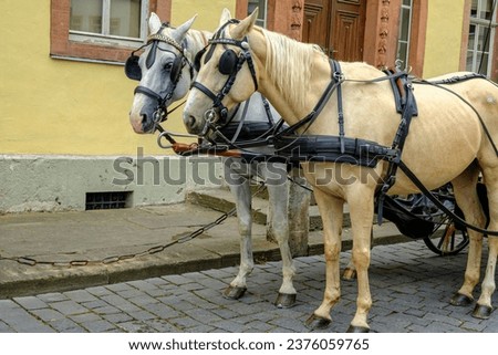 Carriage horses in front of a coach in front of the Goethe House in Weimar, Thuringia, Germany.