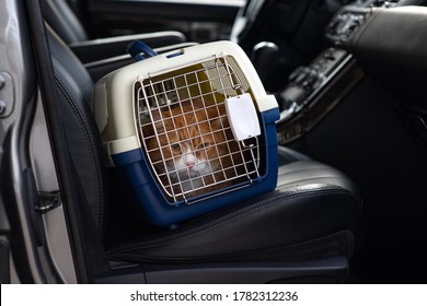 Carriage Of Pets In A Cage. Traveling With A Red Cat In A Car. A Trip To The Vet With A Kitten