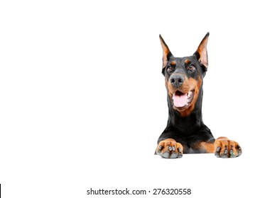 Carried away. Doberman pinscher emerging from behind out on isolated white background.