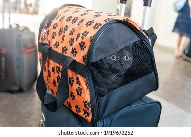 A carrier with a cat is at the station. Traveling with an animal