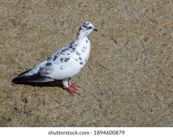 Carrier Pidgeon On Waikiki Beach After A Flight From California,