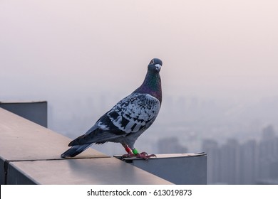 A Carrier Pigeon
