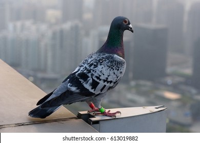 A Carrier Pigeon
