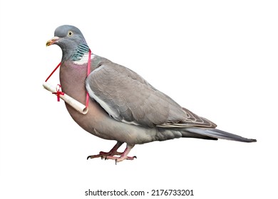 Carrier pigeon carrying and delivering mail message concept for business communication, contact us and delivery