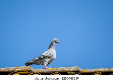 Encounter With Pigeon On Military Ridge >> Images Photos Et Images Vectorielles De Stock De Pigeon Voyageur Encounter With Pigeon On Military Ridge >> Images Photos Et Images Vectorielles De Stock De Pigeon Voyageur