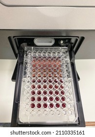 A Carrier Tray Of Plate Reader With 96-well Plate Used For MTT Cytotoxicity Assay Read For Absorbance Recording.