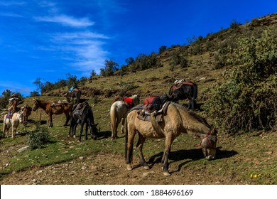 174 Donkey On A Leash Images, Stock Photos & Vectors | Shutterstock