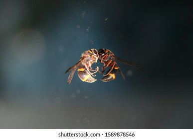 Carrion Bee On Mirror Reflection