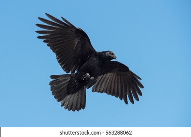 Carrion Crow, Crow, Birds