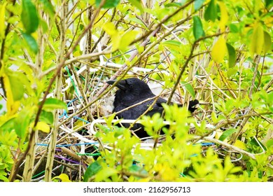 Carrion crow brood parasite in a nest on a roadside tree