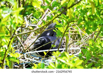 Carrion crow brood parasite in a nest on a roadside tree