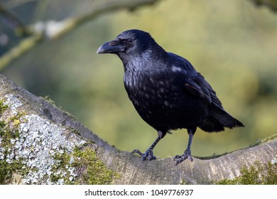 Carrion Crow Close-up