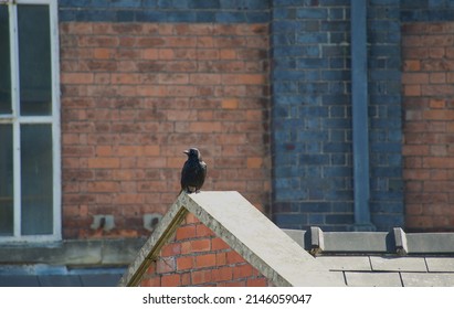 Carrion Crow (corvidae) Perched On Top Of Mill (depth Of Field) 