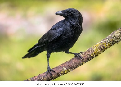 Pájaro negro cuervo de carro (Corvus corone) encaramado en rama y mirando la cámara