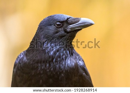 Carrion crow (Corvus corone) black bird portrait of head and looking at camera. Wildlife in nature. Netherlands