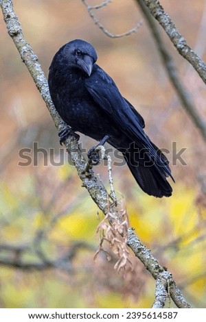 Carrion crow (Corvus corone) close up view