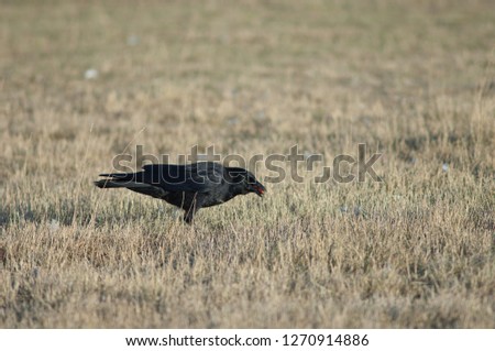 Similar – SEE AND BE SEEN Bird Grass