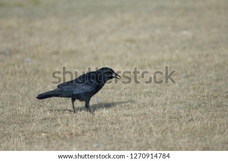 Similar – SEE AND BE SEEN Bird Grass