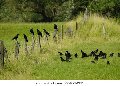 Carrion crow (Corvus corone) Corvidae family, on the Leinewiesen Hanover, Germany
					​
