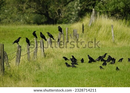Carrion crow (Corvus corone) Corvidae family, on the Leinewiesen Hanover, Germany
​
