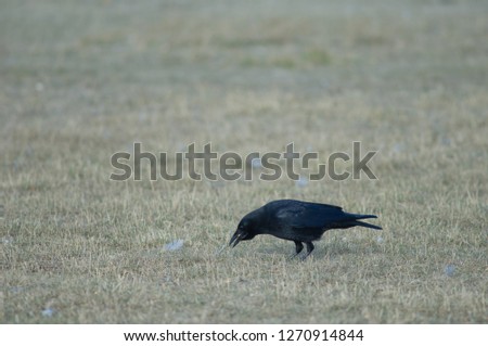 Similar – SEE AND BE SEEN Bird Grass