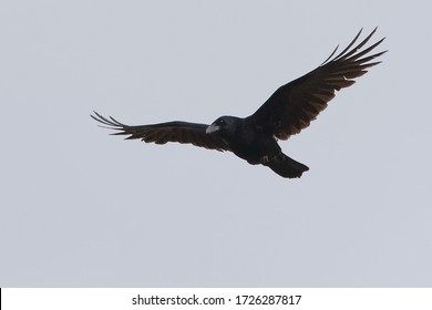 Carrion Crow (Corvus corone) flying in the grey sky