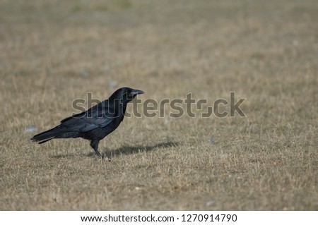 Similar – SEE AND BE SEEN Bird Grass