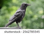 Carrion Crow (Corvus corone) in park close up