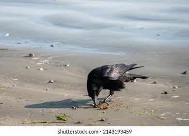 carrion crow corvus corone a passerine bird of the family corvidae eating a clam on the beach