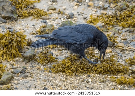 the carrion crow corvus corone a passerine bird of the family corvidae eating shellfish on the beach
