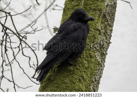 the carrion crow corvus corone a passerine bird of the family corvidae perched on the trunk of a tree